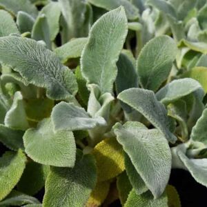 Stachys byzantina 'Silver Carpet' ---